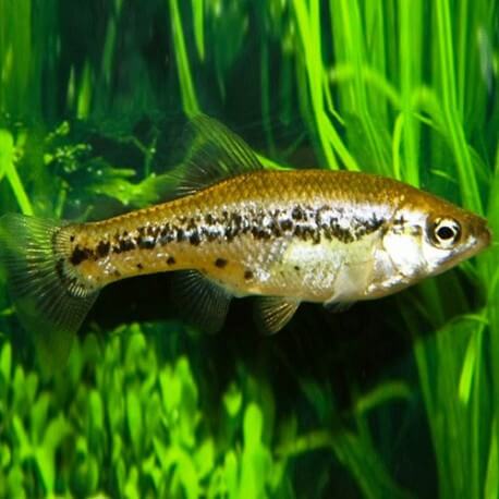 AMECA SPLENDENS