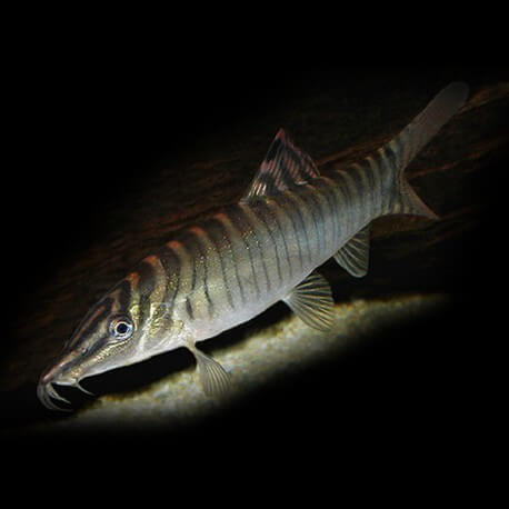 BOTIA HYMENOPHYSA TIGRE XL