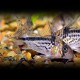 CORYDORAS LOXOZONUS L