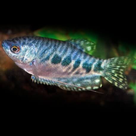 GOURAMI MARMORATA M 