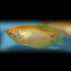 GOURAMI TRICHOPTERUS GOLD M