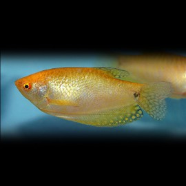 GOURAMI TRICHOPTERUS GOLD M