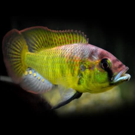 Astatotilapia burtoni 4-5,5cm