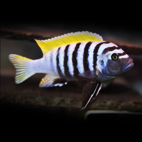 Cynotilapia afra XL