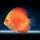 Discus Symphysodon red snake skin 8cm