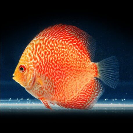 Discus Symphysodon red snake skin 8cm