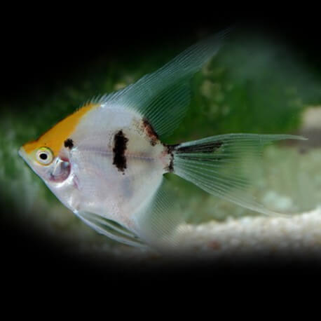 Pterophyllum scalaire koi long fine 1,5-2cm