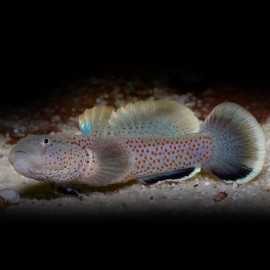 BRACHYGOBIUS SP M