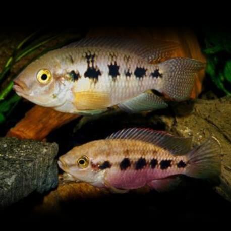 THYSOCHROMIS ANSORGII M