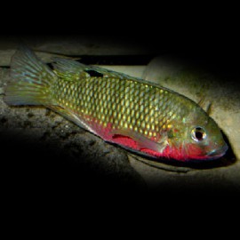 TILAPIA GUINEENSIS P