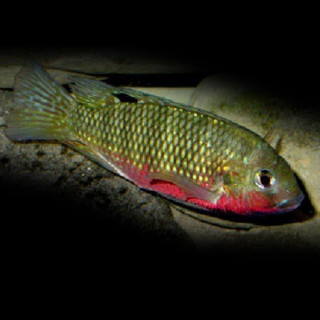 TILAPIA GUINEENSIS P