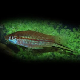 Xiphophorus helleri VERT M