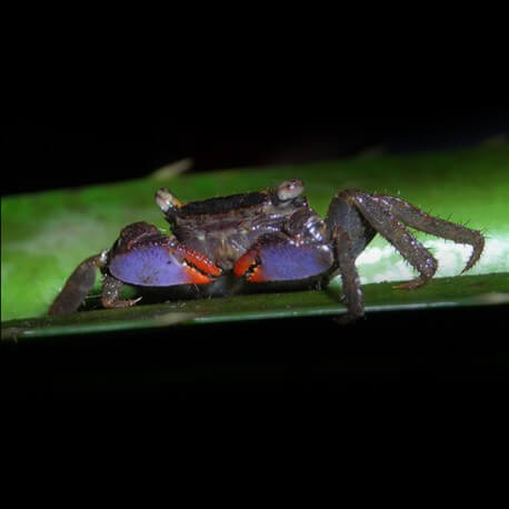 CRABE CHIROMANTES ANGOLENSE M