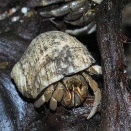 BERNARD L'HERMITE COENOBITA SP M