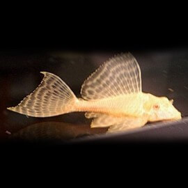 PTERYGOPLICHTHYS GIBBICEPS ALBINOS M