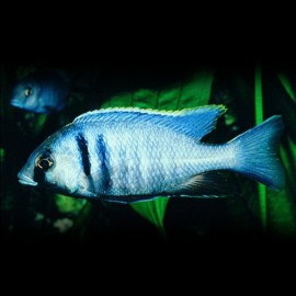 Haplochromis ELECTRA P