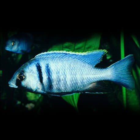 Haplochromis ELECTRA P