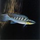 CRENICICHLA REGANI P