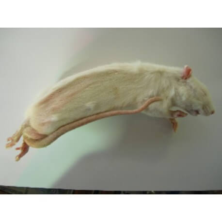 3 rats small en blister