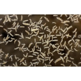Collembola sp