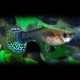 GUPPY FEMELLE TUXEDO MOUCHETE M