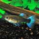 GUPPY FEMELLE NEON BLEU  M