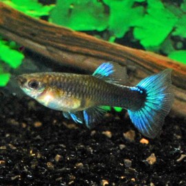 GUPPY FEMELLE NEON BLEU  M