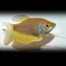 GOURAMI TRICHOPTERUS PLATINIUM M