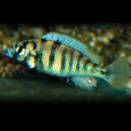 Haplochromis SP.S CH 44 M