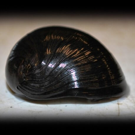 Escargot NERIPTERON SP BLACK