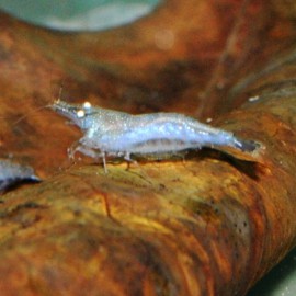 CREVETTE NEOCARIDINA TIWARII M 