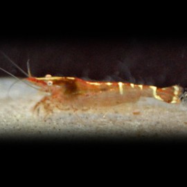 caridina Babaulti "malaya" M