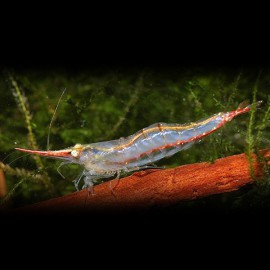 Caridina gracilirostris L