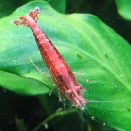 CREVETTE CARIDINA DENTICULATA SINENSIS M 