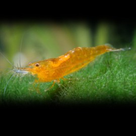 CREVETTE CARDINA SP. BORNEO "ORANGE" M