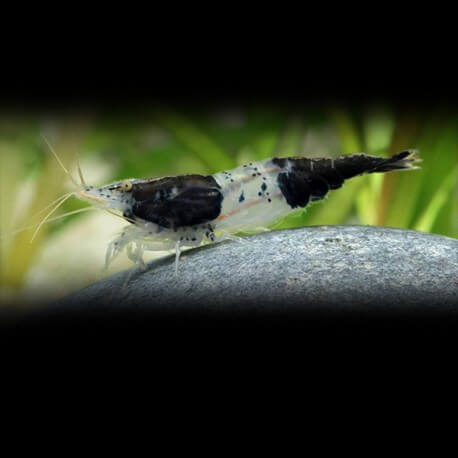 CARIDINA CF. CANTONENSIS TIGRE ROUGE M