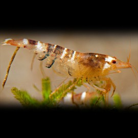 CREVETTE CARIDINA CF. CANTONENSIS M