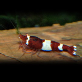 CREVETTE CARIDINA CANT. ROUGE PANDA M 