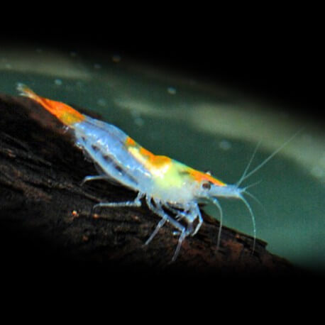 CREVETTE NEOCARDINA HETEROPODA RILI ORANGE TAIL M