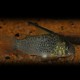 CORYDORAS ARMATUS L