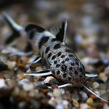 Synodontis petricola sp. 3-4cm