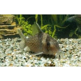 Corydoras delphax XL