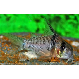 Corydoras Sp. Aff. Aeneus Venuzuela Taille P/M