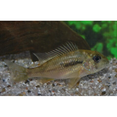 GYMNOGEOPHAGUS MALDONADO 