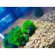 Crevette Pinto Black Nanashi
