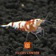 Crevette Red Fancy Tiger