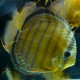 Discus Yellow Colombie Sauvage XL-XXL