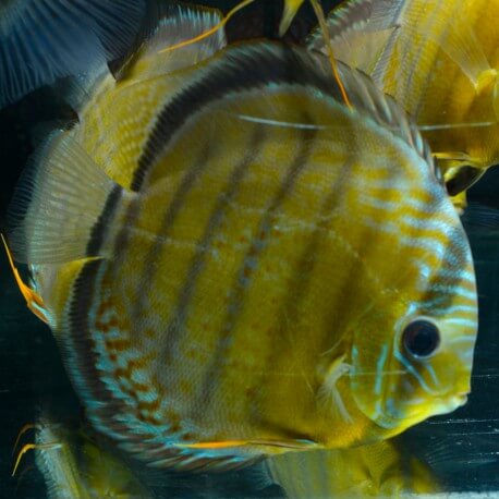 Discus Yellow Colombie Sauvage XL-XXL