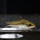 Corydoras pygmaeus 1 - 2 cm