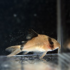 Corydoras Metae M-L